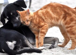 מה חדש בליטר רובוט 4 ולמי הוא מתאים?