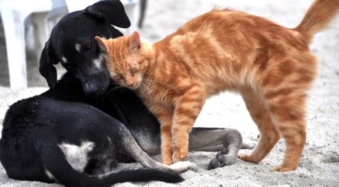 מה חדש בליטר רובוט 4 ולמי הוא מתאים?